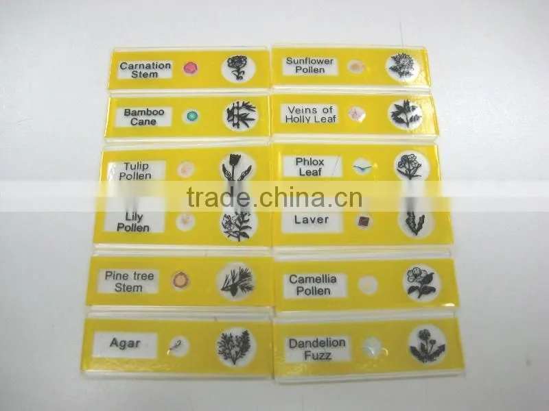 Sample Tulip pollen children miscroscopic slides