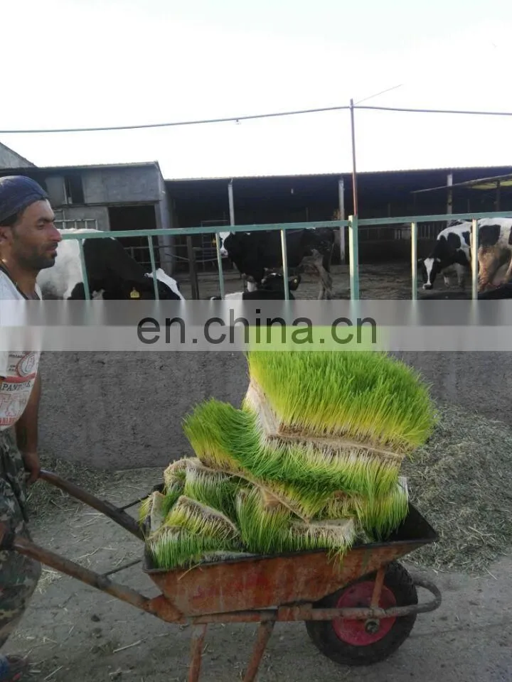 1500kg/day capacity cow/sheep feed wheat/barley hydroponic fodder container/machine