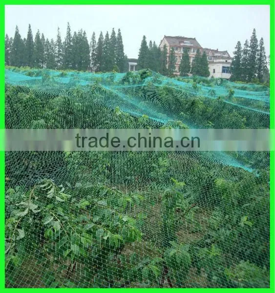 Henan Suntex supply virgin HDPE extruded anti bird net/ knitted anti bird net for fruit protection