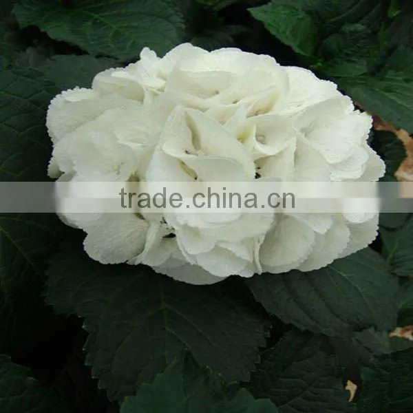 White Hydrangea