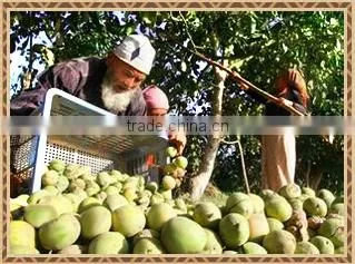 high quality xinjiang walnut thin shell walnuts