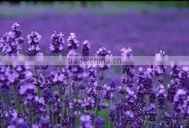lavender essential Oil from Borg Export