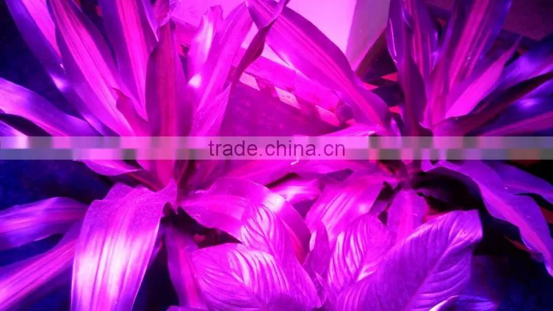 600w/1000w Led Grow Light Full Spectrum Certificate for Hydroponic Indoor Plants Growing