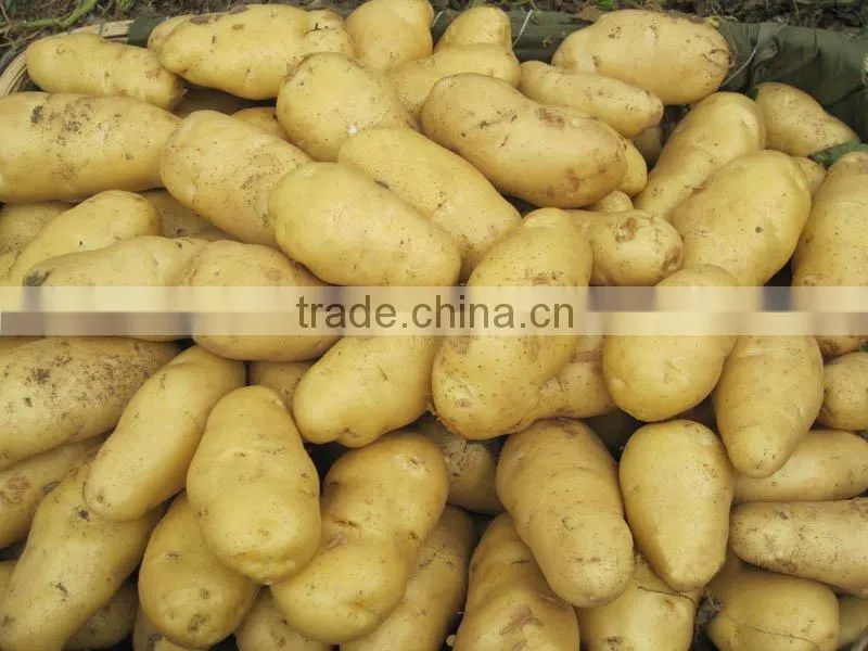fresh potato crop 2010