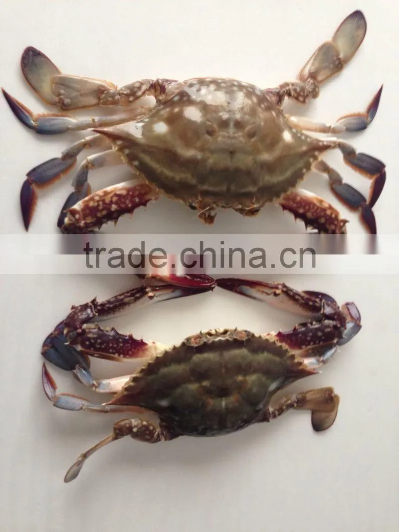 Frozen whole round Swimming Crab