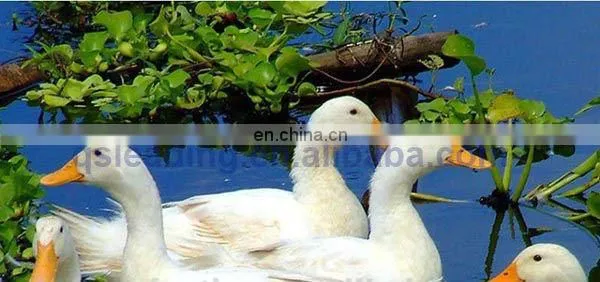 High Quality White Duck Feather