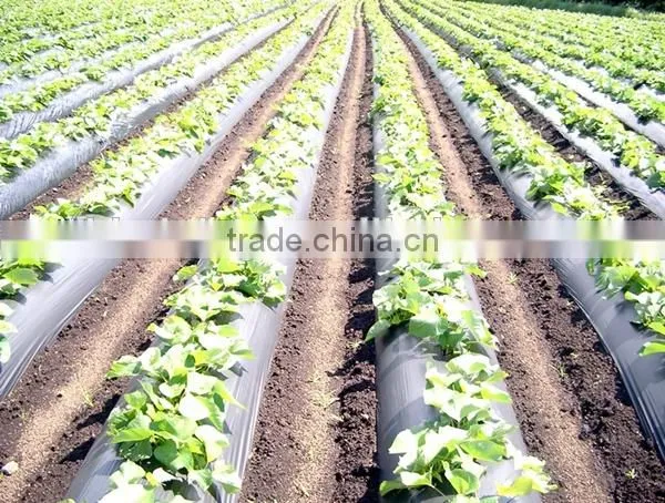 Mulch film for plant