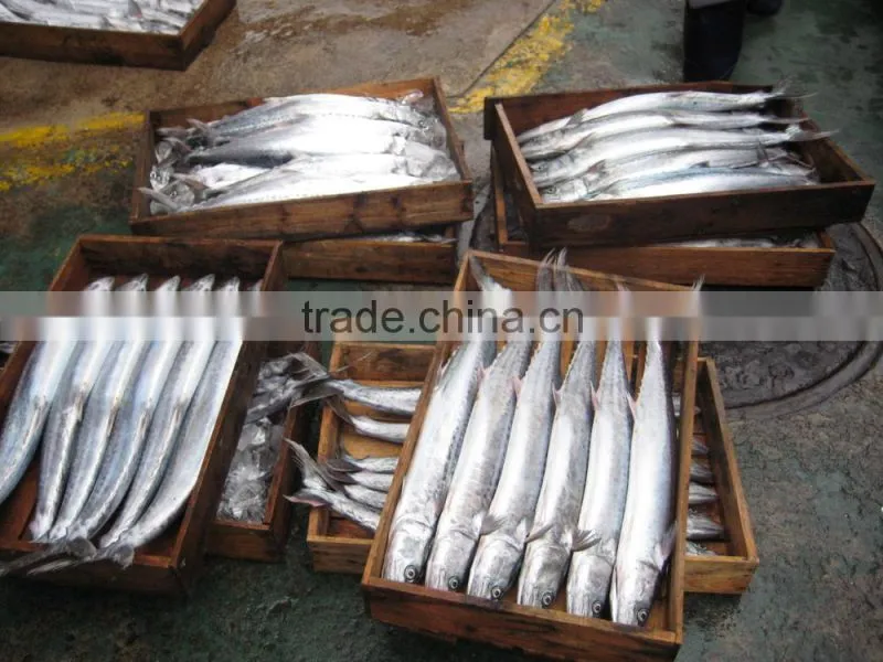 Whole Round Spanish Mackerel with size 1-2kg