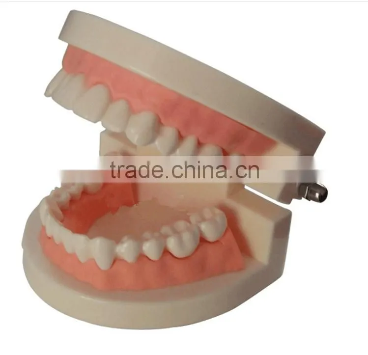Dental materials dental dental teaching supplies model of dentures dental teeth model