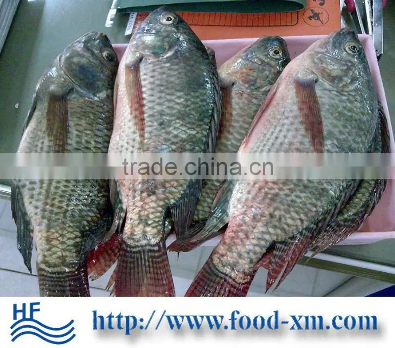 China Factory Supplier Frozen Fresh Tilapia Buyer