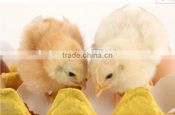 hatching eggs plastic egg tray