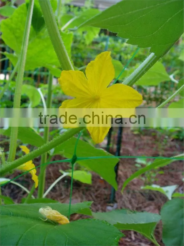 cucumber plants support netting