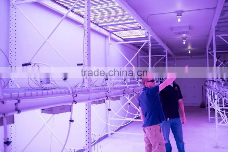 High Power IR LED ,42mil Epileds Chip,Powerful IR LEDs 200W/300W