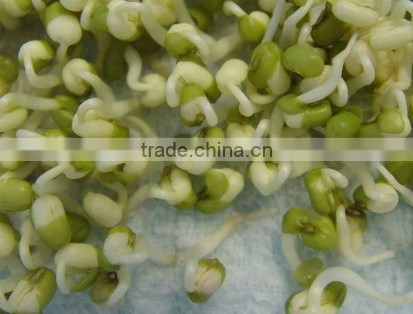 Bean Sprouting Machine JL260C-Manufacturer