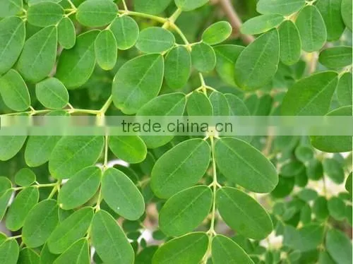 Bulk Moringa oleifera Leaf Powder Exporter