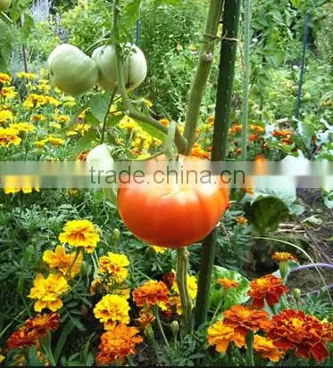 Fiberglass Tomato Stakes
