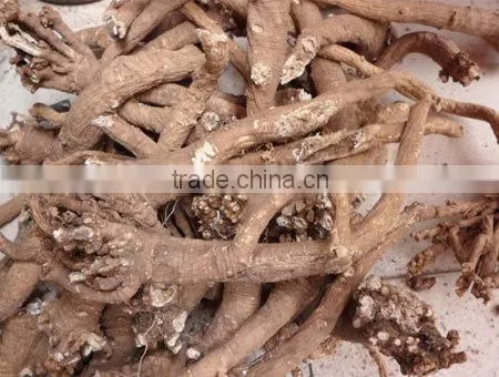 Pure and Natural aromatheraphy bupleurum herbal Oil/Chinese Thorowax Root Extract