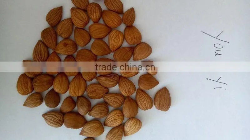 China Origin Bitter Apricot Kernels with for Sales