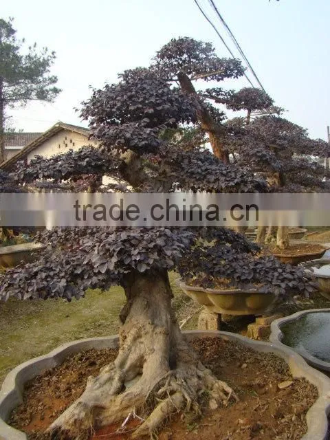 red flower Loropetalum chinense for ornamental outdoor landscaping beautiful bonsai plants