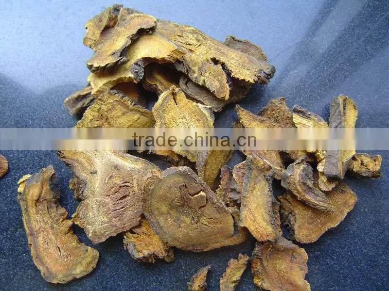 Rhubarb root