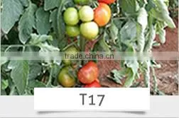 SQ16 Cuty very early maturity baby pick hybrid squash seeds