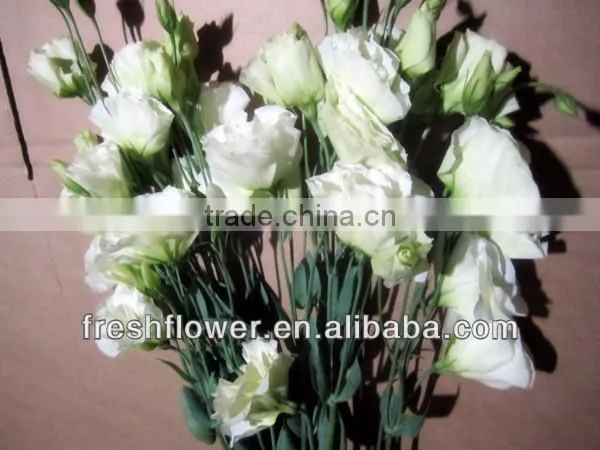 Fresh cut flowers named Eustoma