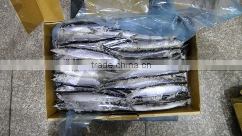 China frozen pacific saury 80-100g3# size for sale