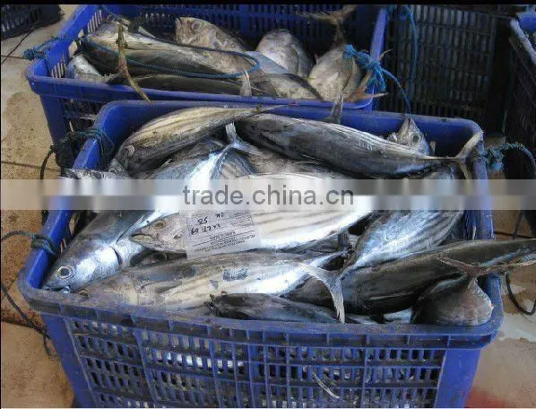 frozen seafood bonito tuna