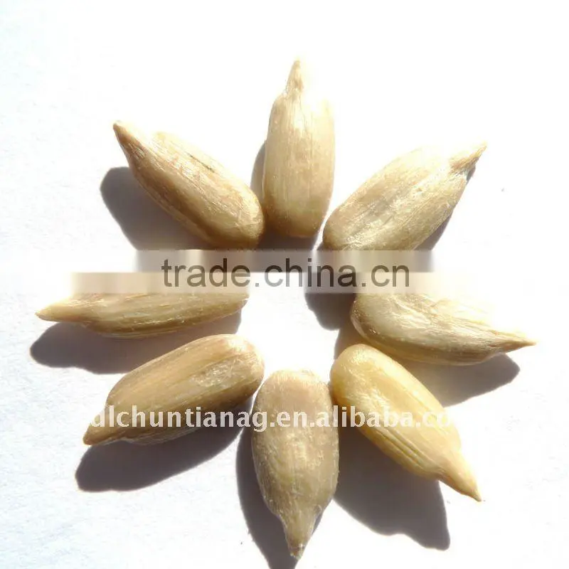 Organic chinese sunflower seed kernels