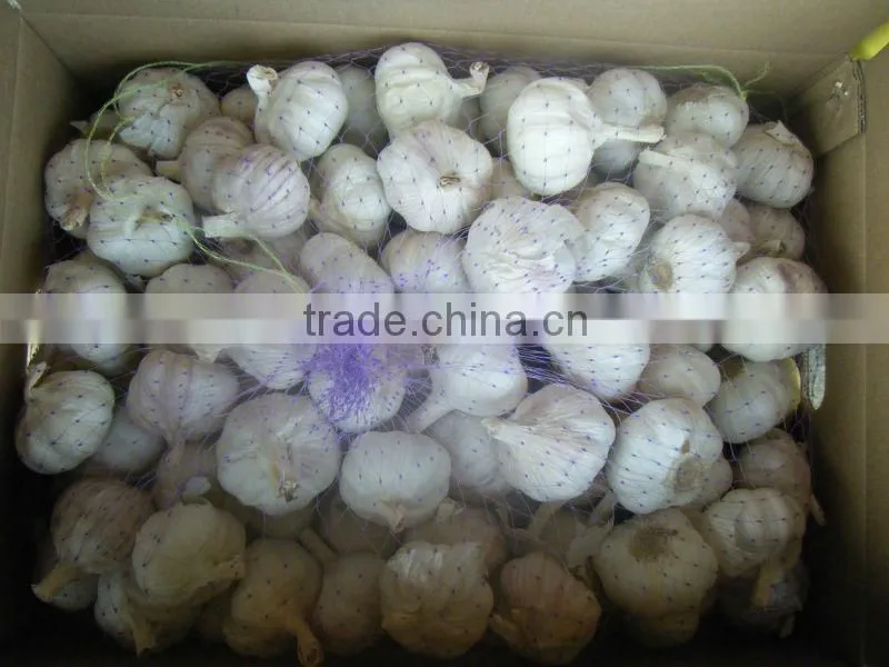 High Quality 2015 New Crop Natural Garlics