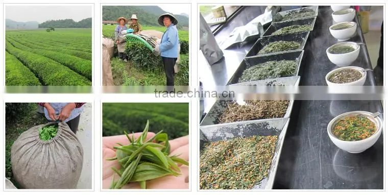 Sencha Steamed Green Tea 8912