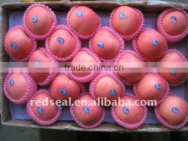 Yantai QIXIA Fuji Red apple