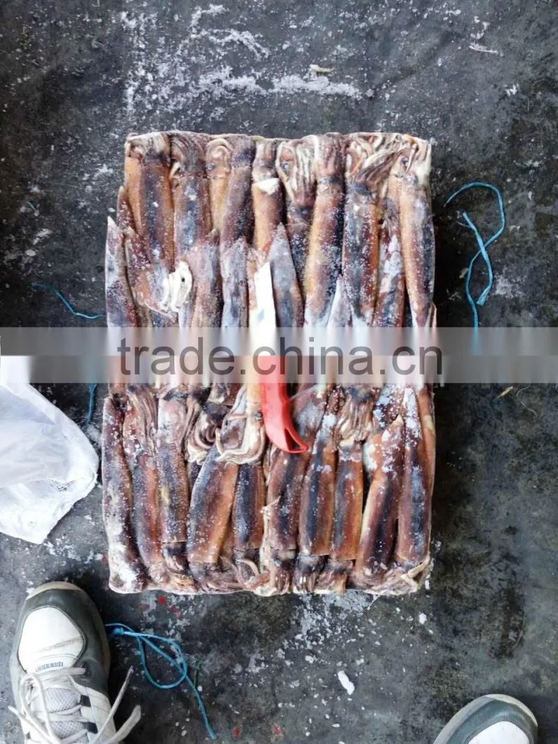 Frozen illex squid as live bait for tuna fishing