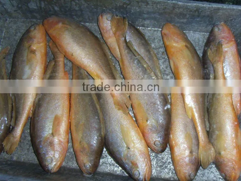 High Quality Of IQF Frozen Yellow Croaker In China