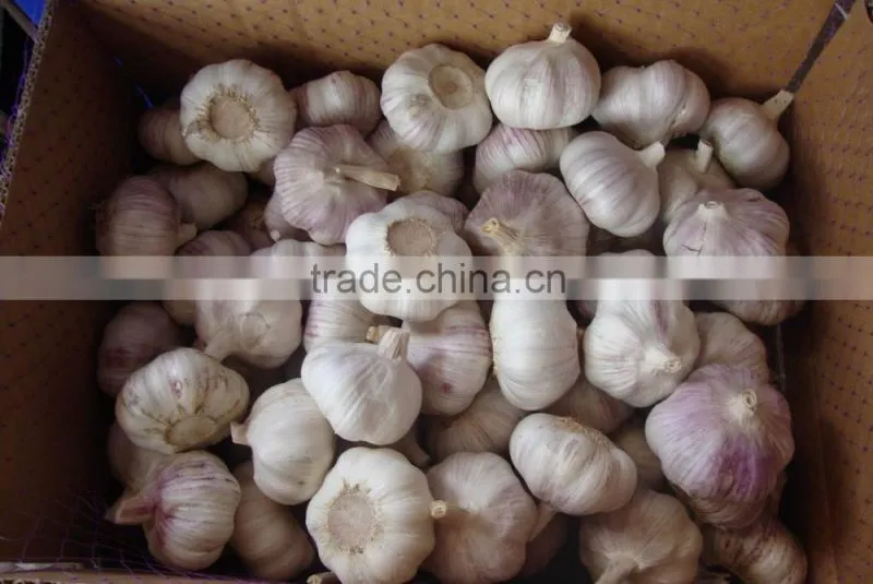 2014 Fresh Garlic , Jinxiang Garlic Normal White and Pure White