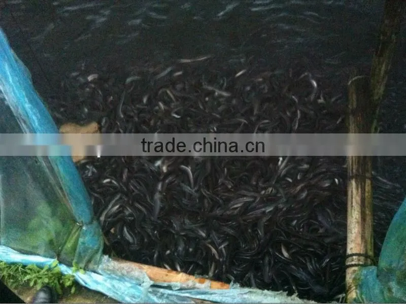 Anguilla eel feed compound powder,eel food