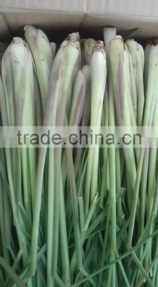 Lemon grass Powder from Viet Nam