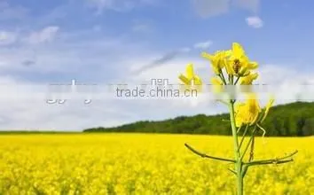 automatic mustard seed oil press machine/mustard seed oil extraction machine