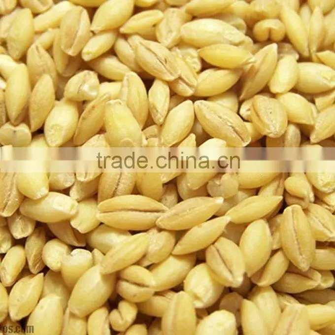 organic hulled barley