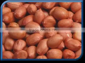 Groundnut