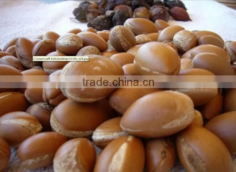 wholesale 2016 the best popular Argan Oil Shampoo from Morocco from GMPC factory OEM/ODM SHAMPOO