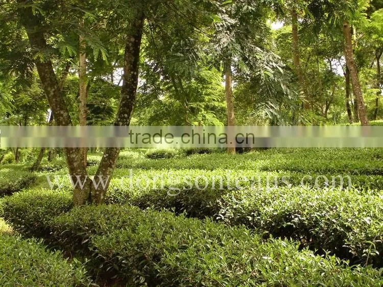 Vietnam Oolong Black tea