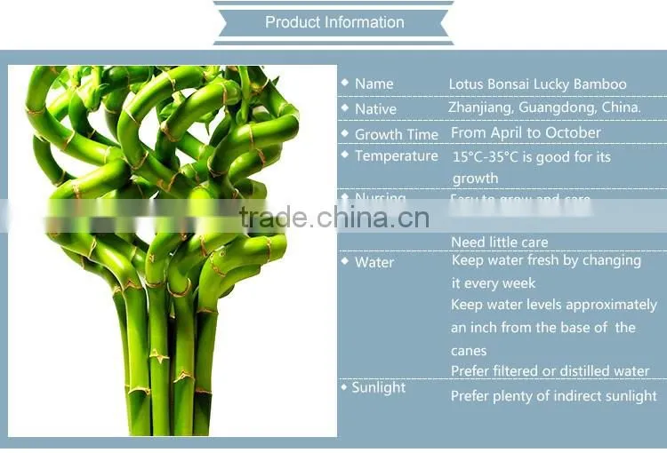 raw bamboo lucky bamboo