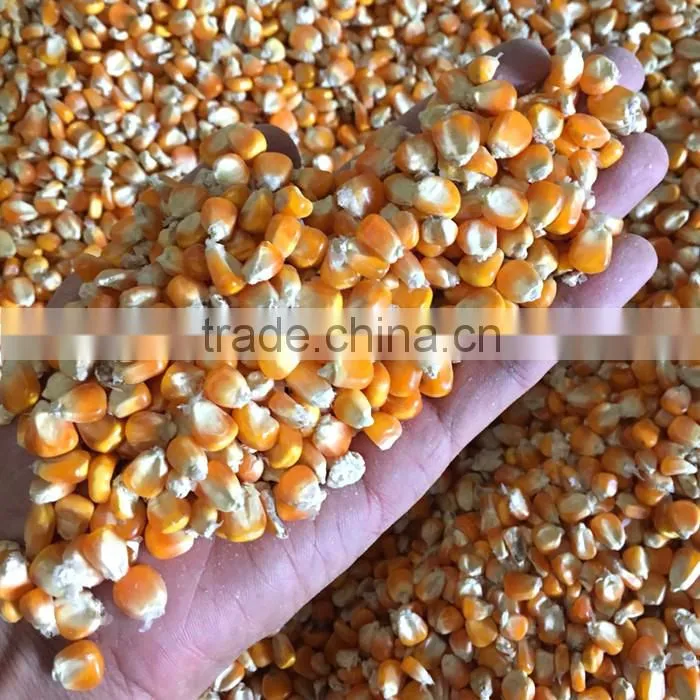 Yellow Corn , Yellow Maize , Non GMO Yellow Corn