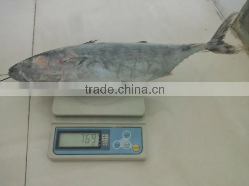 Frozen Bonito tuna Fish with low price