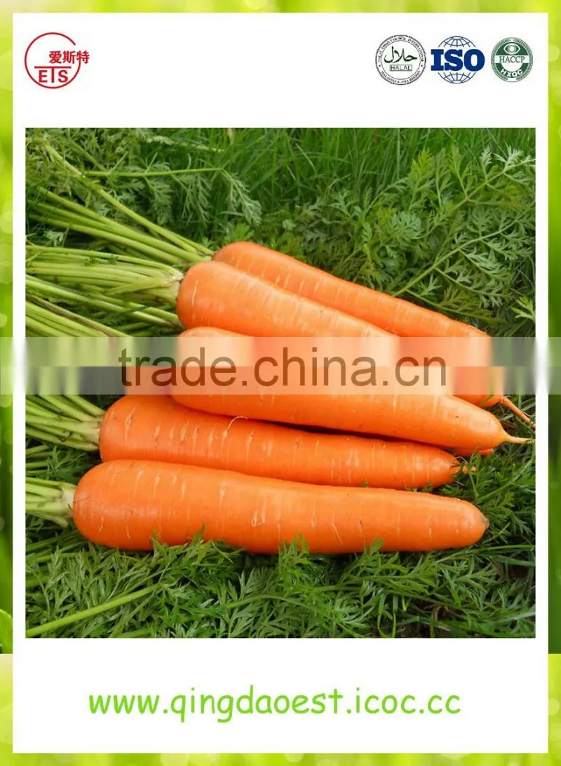 High quality fresh 2016 new carrot