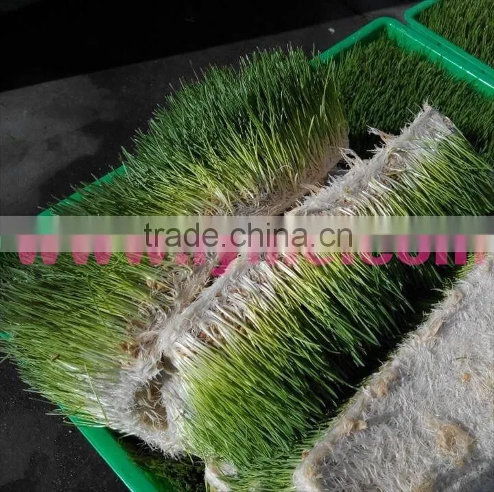 Made in China barley fodder hydroponic machine