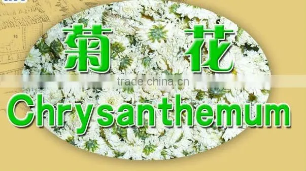 Chrysanthemum Chinese Herb Medicines