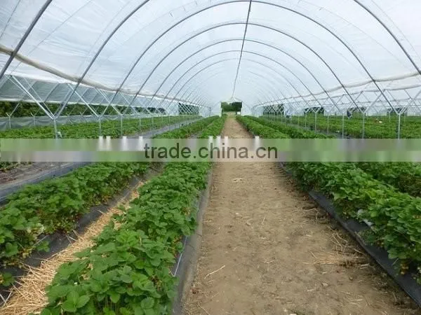 Prefabricated Steel Frame Green house With Plastic Covering