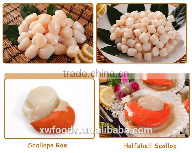 alibaba gold supplier frozen half shell scallop with roe